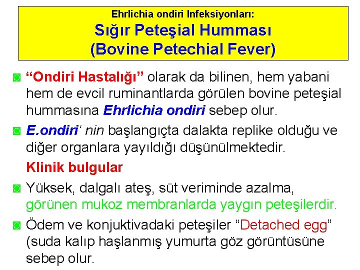 Ehrlichia ondiri Infeksiyonları: Sığır Peteşial Humması (Bovine Petechial Fever) ◙ “Ondiri Hastalığı” olarak da