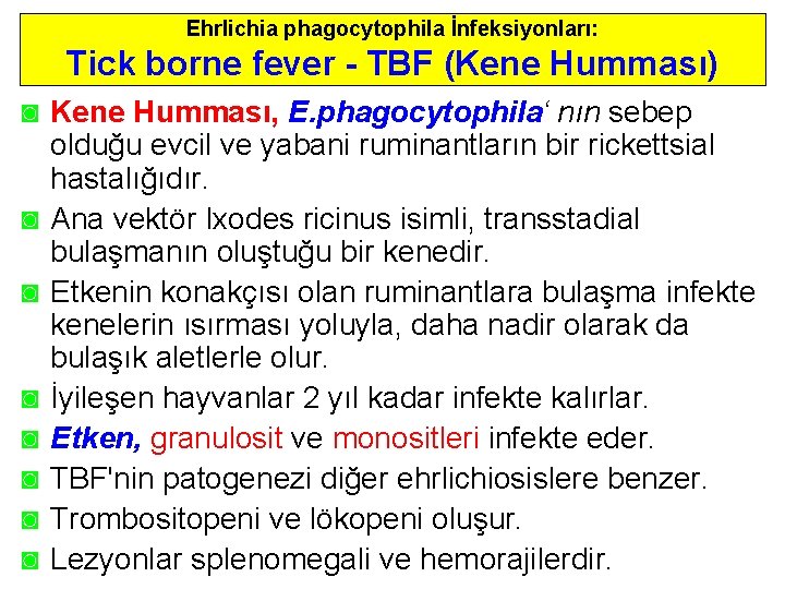 Ehrlichia phagocytophila İnfeksiyonları: Tick borne fever - TBF (Kene Humması) ◙ Kene Humması, E.