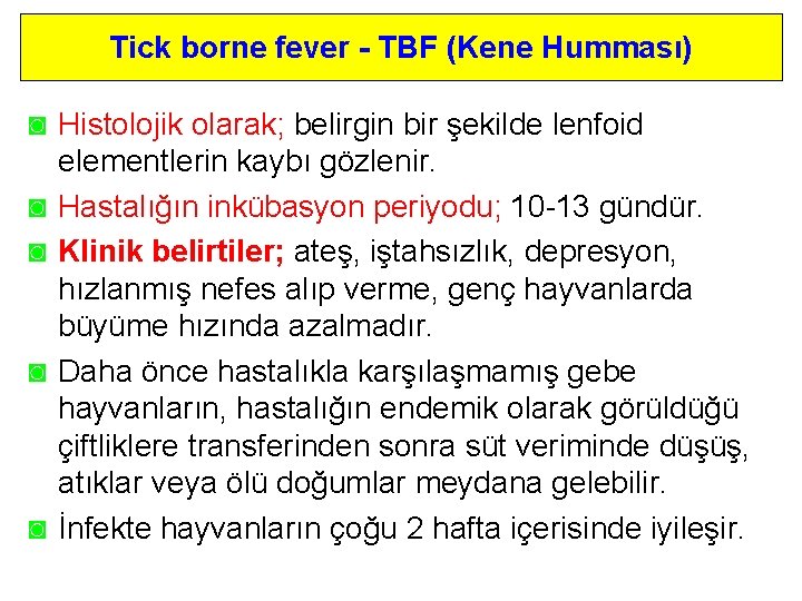 Tick borne fever - TBF (Kene Humması) ◙ Histolojik olarak; belirgin bir şekilde lenfoid