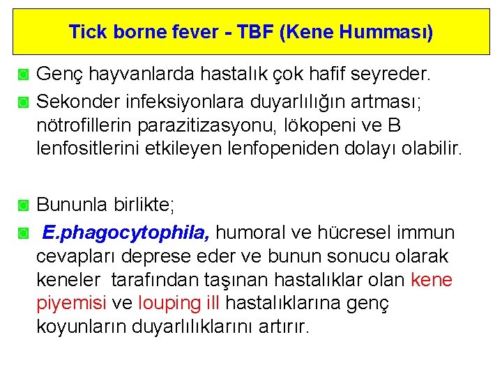 Tick borne fever - TBF (Kene Humması) ◙ Genç hayvanlarda hastalık çok hafif seyreder.