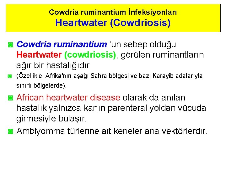 Cowdria ruminantium İnfeksiyonları Heartwater (Cowdriosis) ◙ Cowdria ruminantium ’un sebep olduğu Heartwater (cowdriosis), görülen