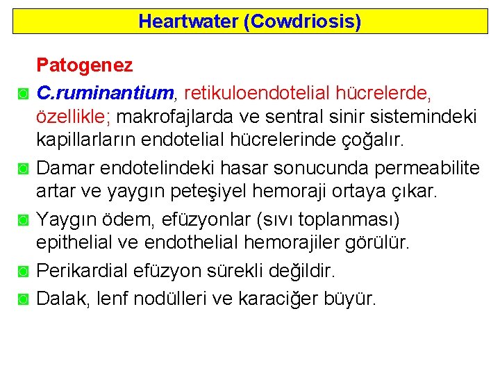 Heartwater (Cowdriosis) ◙ ◙ ◙ Patogenez C. ruminantium, retikuloendotelial hücrelerde, özellikle; makrofajlarda ve sentral