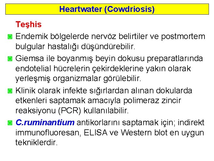 Heartwater (Cowdriosis) ◙ ◙ Teşhis Endemik bölgelerde nervöz belirtiler ve postmortem bulgular hastalığı düşündürebilir.