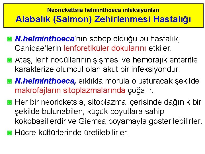 Neorickettsia helminthoeca infeksiyonları Alabalık (Salmon) Zehirlenmesi Hastalığı ◙ N. helminthoeca’nın sebep olduğu bu hastalık,