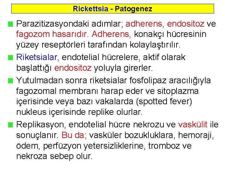 Rickettsia - Patogenez ◙ Parazitizasyondaki adımlar; adherens, endositoz ve fagozom hasarıdır. Adherens, konakçı hücresinin