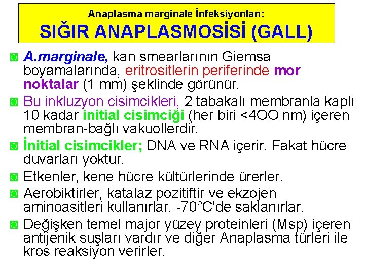 Anaplasma marginale İnfeksiyonları: SIĞIR ANAPLASMOSİSİ (GALL) ◙ A. marginale, kan smearlarının Giemsa boyamalarında, eritrositlerin