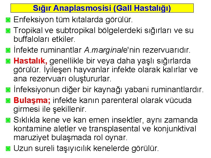 ◙ ◙ ◙ ◙ Sığır Anaplasmosisi (Gall Hastalığı) Enfeksiyon tüm kıtalarda görülür. Tropikal ve