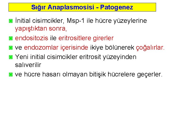 Sığır Anaplasmosisi - Patogenez ◙ İnitial cisimcikler, Msp 1 ile hücre yüzeylerine yapıştıktan sonra,