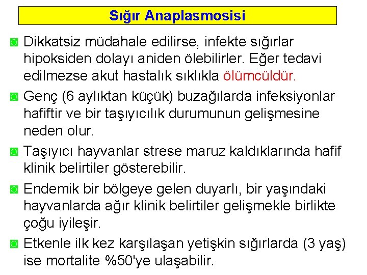 Sığır Anaplasmosisi ◙ Dikkatsiz müdahale edilirse, infekte sığırlar hipoksiden dolayı aniden ölebilirler. Eğer tedavi