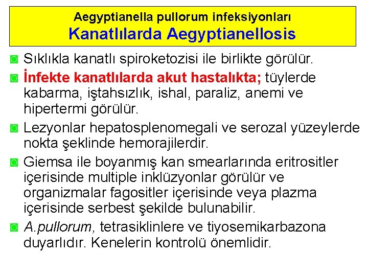 Aegyptianella pullorum infeksiyonları Kanatlılarda Aegyptianellosis ◙ Sıklıkla kanatlı spiroketozisi ile birlikte görülür. ◙ İnfekte