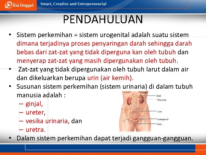 PENDAHULUAN • Sistem perkemihan = sistem urogenital adalah suatu sistem dimana terjadinya proses penyaringan