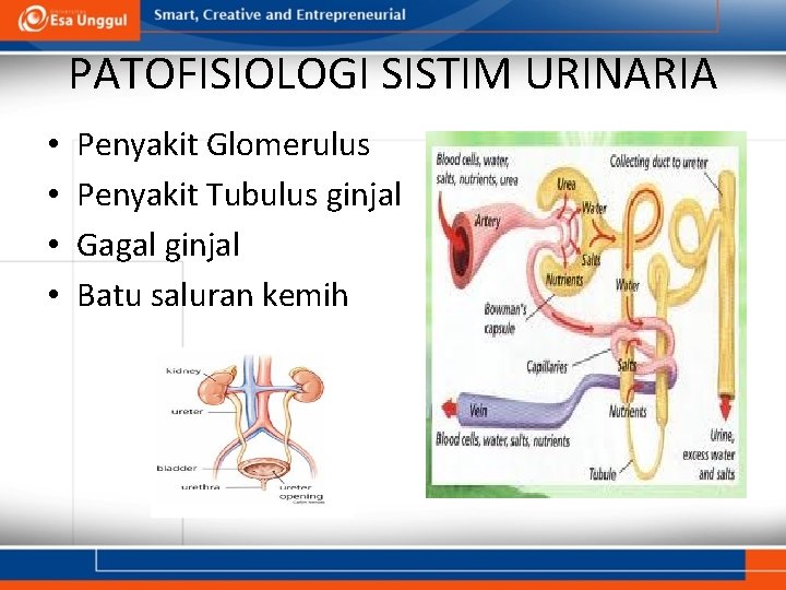 PATOFISIOLOGI SISTIM URINARIA • • Penyakit Glomerulus Penyakit Tubulus ginjal Gagal ginjal Batu saluran