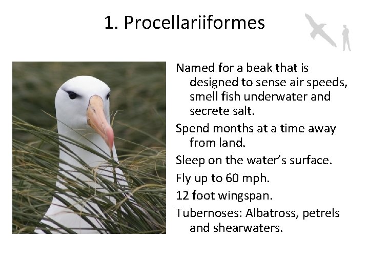 1. Procellariiformes Named for a beak that is designed to sense air speeds, smell