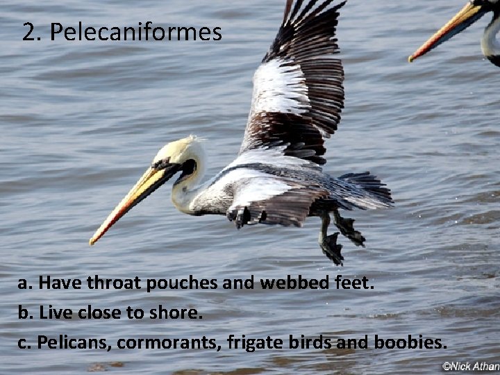 2. Pelecaniformes a. Have throat pouches and webbed feet. b. Live close to shore.