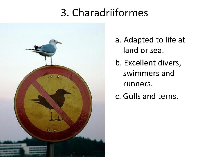 3. Charadriiformes a. Adapted to life at land or sea. b. Excellent divers, swimmers