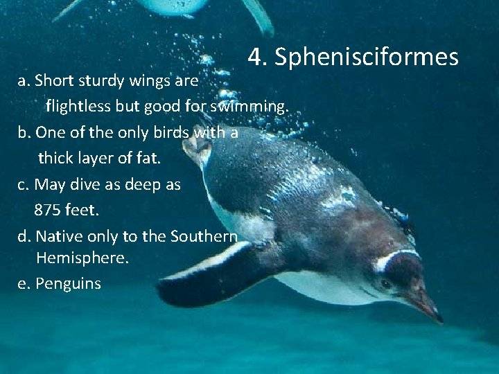 4. Sphenisciformes a. Short sturdy wings are flightless but good for swimming. b. One