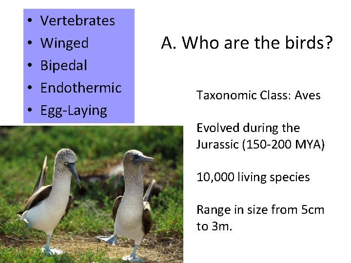  • • • Vertebrates Winged Bipedal Endothermic Egg-Laying A. Who are the birds?