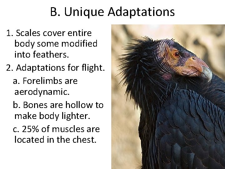 B. Unique Adaptations 1. Scales cover entire body some modified into feathers. 2. Adaptations