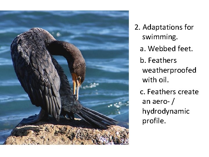 2. Adaptations for swimming. a. Webbed feet. b. Feathers weatherproofed with oil. c. Feathers