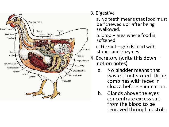 3. Digestive a. No teeth means that food must be “chewed up” after being