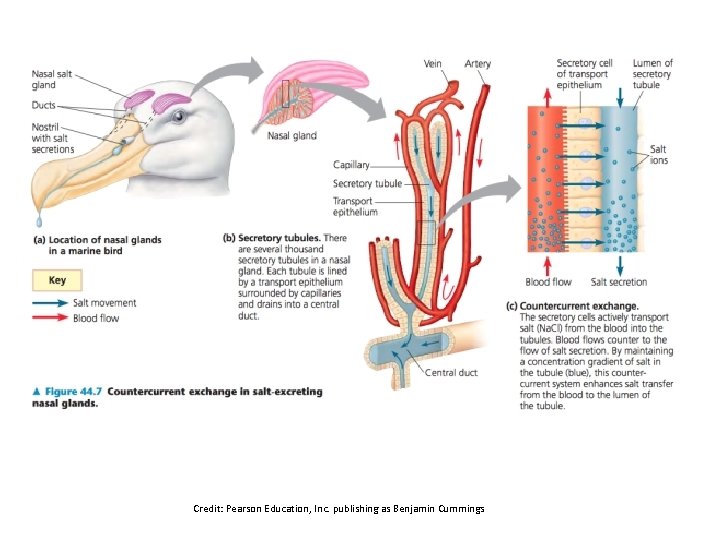 Credit: Pearson Education, Inc. publishing as Benjamin Cummings 