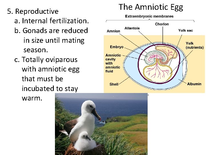 5. Reproductive a. Internal fertilization. b. Gonads are reduced in size until mating season.