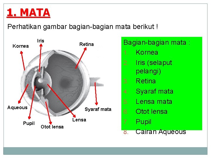 1. MATA Perhatikan gambar bagian-bagian mata berikut ! Iris Kornea Aqueous Pupil Retina Syaraf