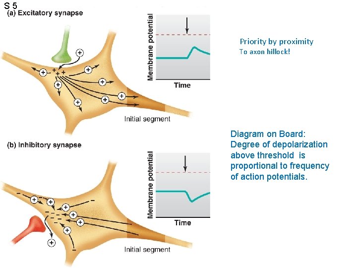S 5 Priority by proximity To axon hillock! Diagram on Board: Degree of depolarization