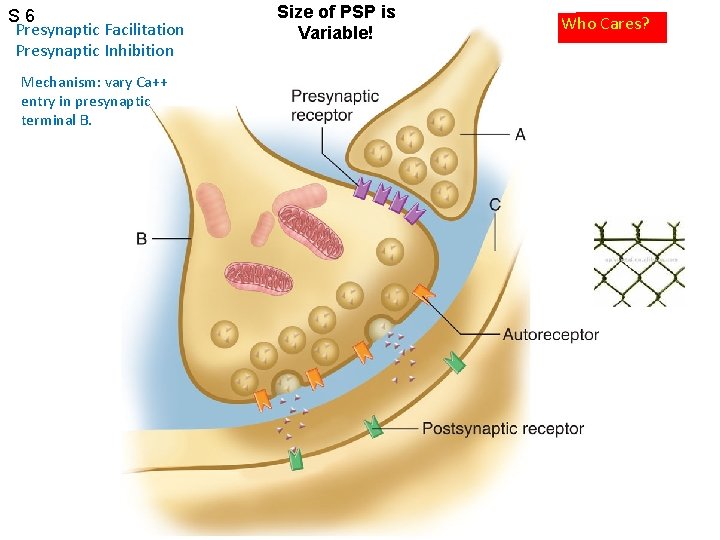 S 6 Presynaptic Facilitation Presynaptic Inhibition Mechanism: vary Ca++ entry in presynaptic terminal B.
