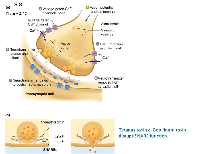 S 8 Figure 6. 27 Tetanus toxin & Botulinum toxin disrupt SNARE function. 