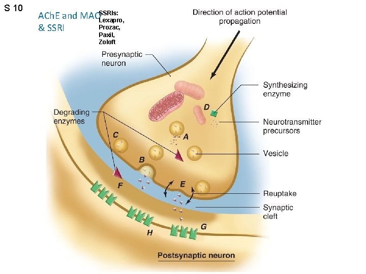 S 10 ACh. E and MAOSSRIs: Lexapro, Prozac, & SSRI Paxil, Zoloft Figure 6.