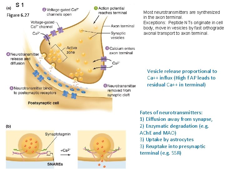 S 1 Figure 6. 27 Most neurotransmitters are synthesized in the axon terminal. Exceptions: