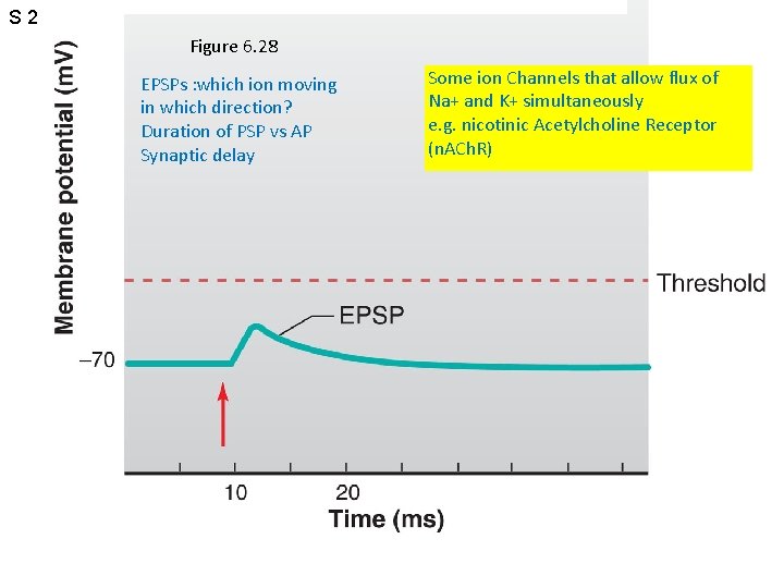 S 2 Figure 6. 28 EPSPs : which ion moving in which direction? Duration