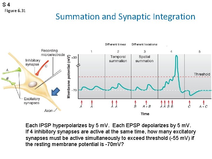 S 4 Figure 6. 31 Summation and Synaptic Integration Different times Different locations Each