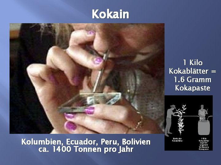 Kokain 1 Kilo Kokablätter = 1. 6 Gramm Kokapaste Kolumbien, Ecuador, Peru, Bolivien ca.