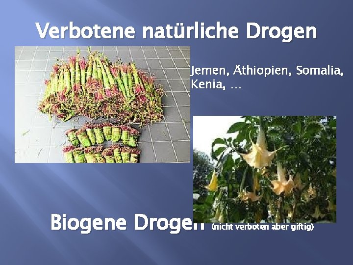 Verbotene natürliche Drogen Jemen, Äthiopien, Somalia, Kenia, … Biogene Drogen (nicht verboten aber giftig)
