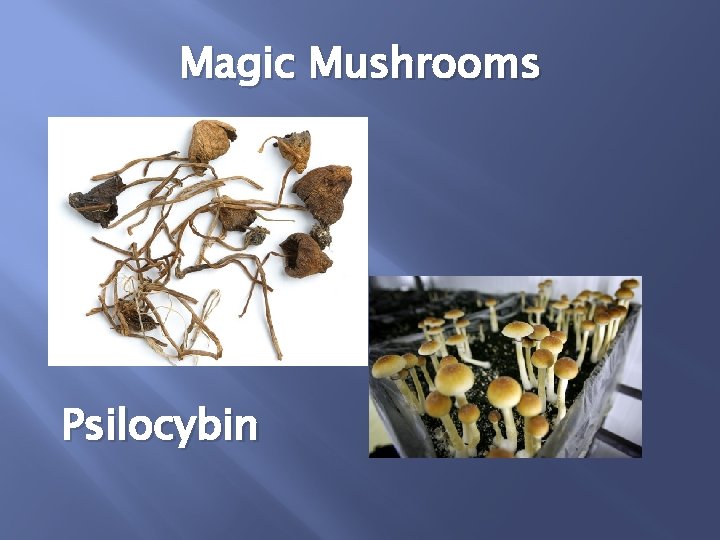 Magic Mushrooms Psilocybin 