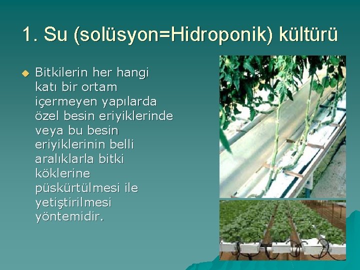 1. Su (solüsyon=Hidroponik) kültürü u Bitkilerin her hangi katı bir ortam içermeyen yapılarda özel