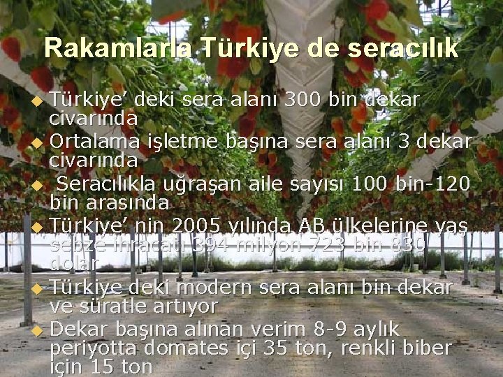 Rakamlarla Türkiye de seracılık Türkiye’ deki sera alanı 300 bin dekar civarında u Ortalama