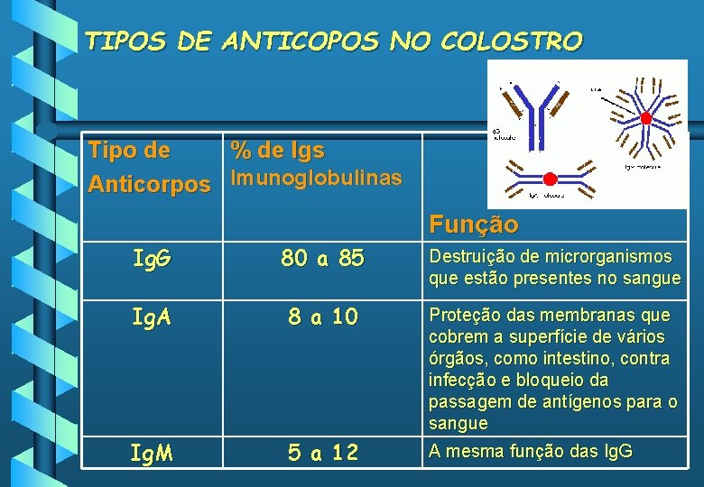 TIPOS DE ANTICOPOS NO COLOSTRO Tipo de % de Igs Anticorpos Imunoglobulinas Função Ig.