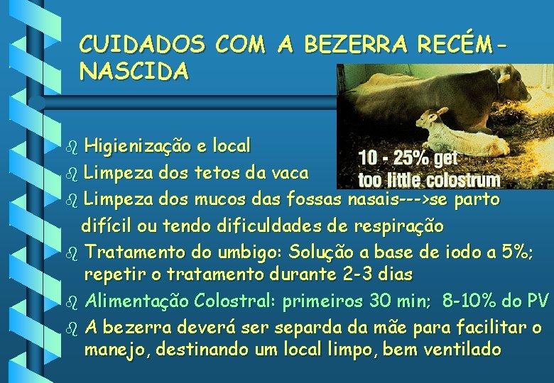 CUIDADOS COM A BEZERRA RECÉMNASCIDA Higienização e local b Limpeza dos tetos da vaca