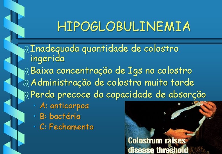 HIPOGLOBULINEMIA b Inadequada quantidade de colostro ingerida b Baixa concentração de Igs no colostro