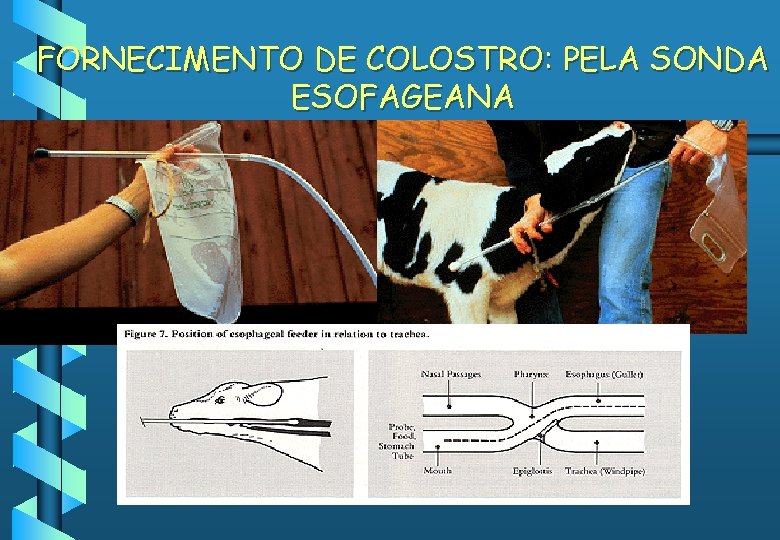 FORNECIMENTO DE COLOSTRO: PELA SONDA ESOFAGEANA • Esophageal tube feeder 