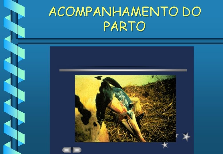 ACOMPANHAMENTO DO PARTO 