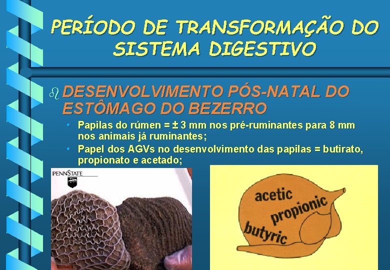 PERÍODO DE TRANSFORMAÇÃO DO SISTEMA DIGESTIVO b DESENVOLVIMENTO PÓS-NATAL DO ESTÔMAGO DO BEZERRO •