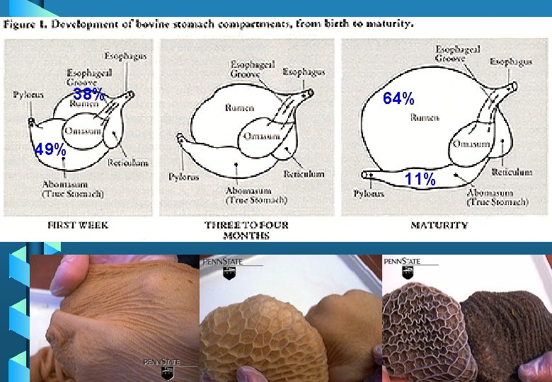 38% 64% 49% 11% 