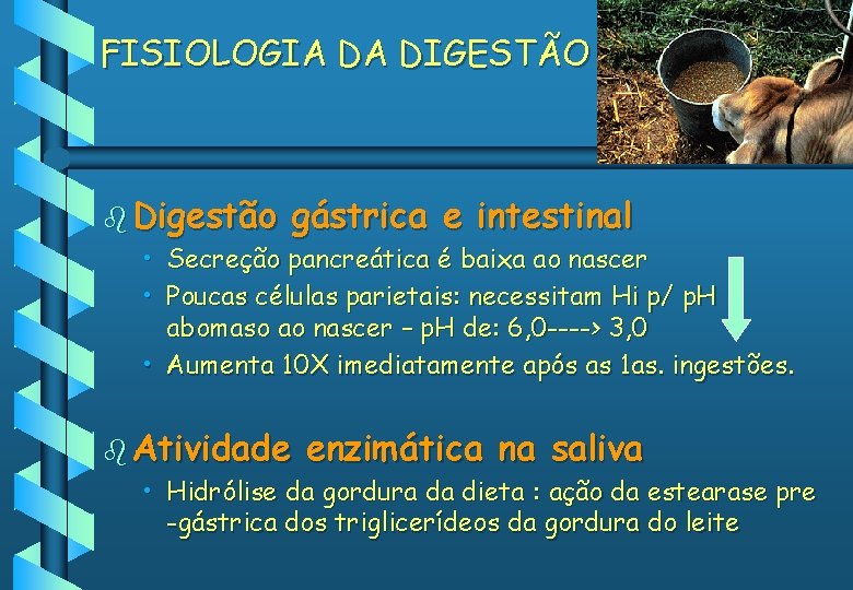 FISIOLOGIA DA DIGESTÃO b Digestão gástrica e intestinal • Secreção pancreática é baixa ao