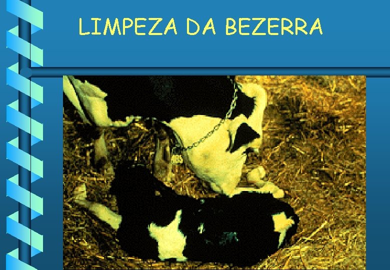 LIMPEZA DA BEZERRA 