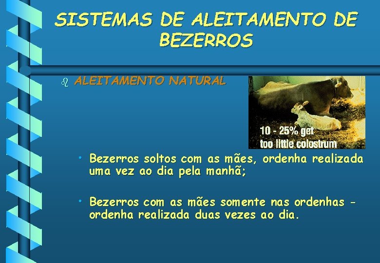 SISTEMAS DE ALEITAMENTO DE BEZERROS b ALEITAMENTO NATURAL • Bezerros soltos com as mães,