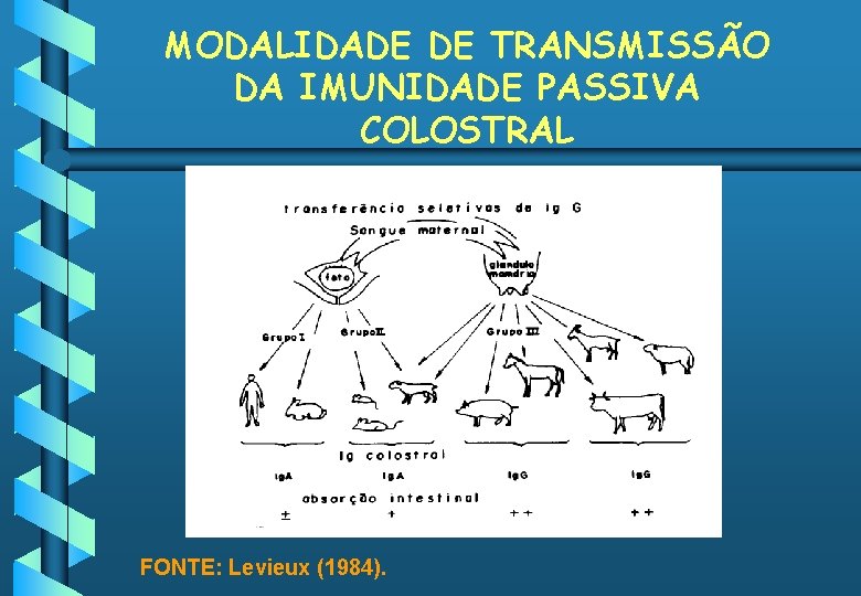 MODALIDADE DE TRANSMISSÃO DA IMUNIDADE PASSIVA COLOSTRAL FONTE: Levieux (1984). 